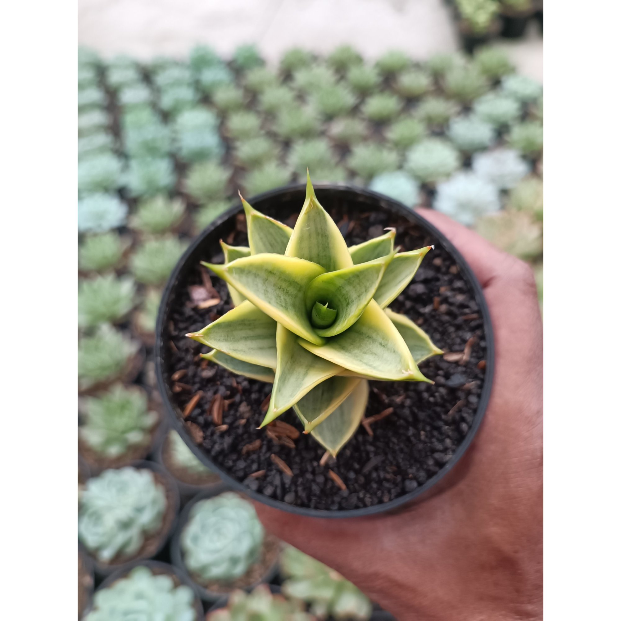 1715. Sansevieria Tower Hybrid Variegated
