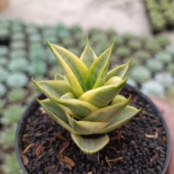 Alternative view of 1715. Sansevieria Tower Hybrid Variegated