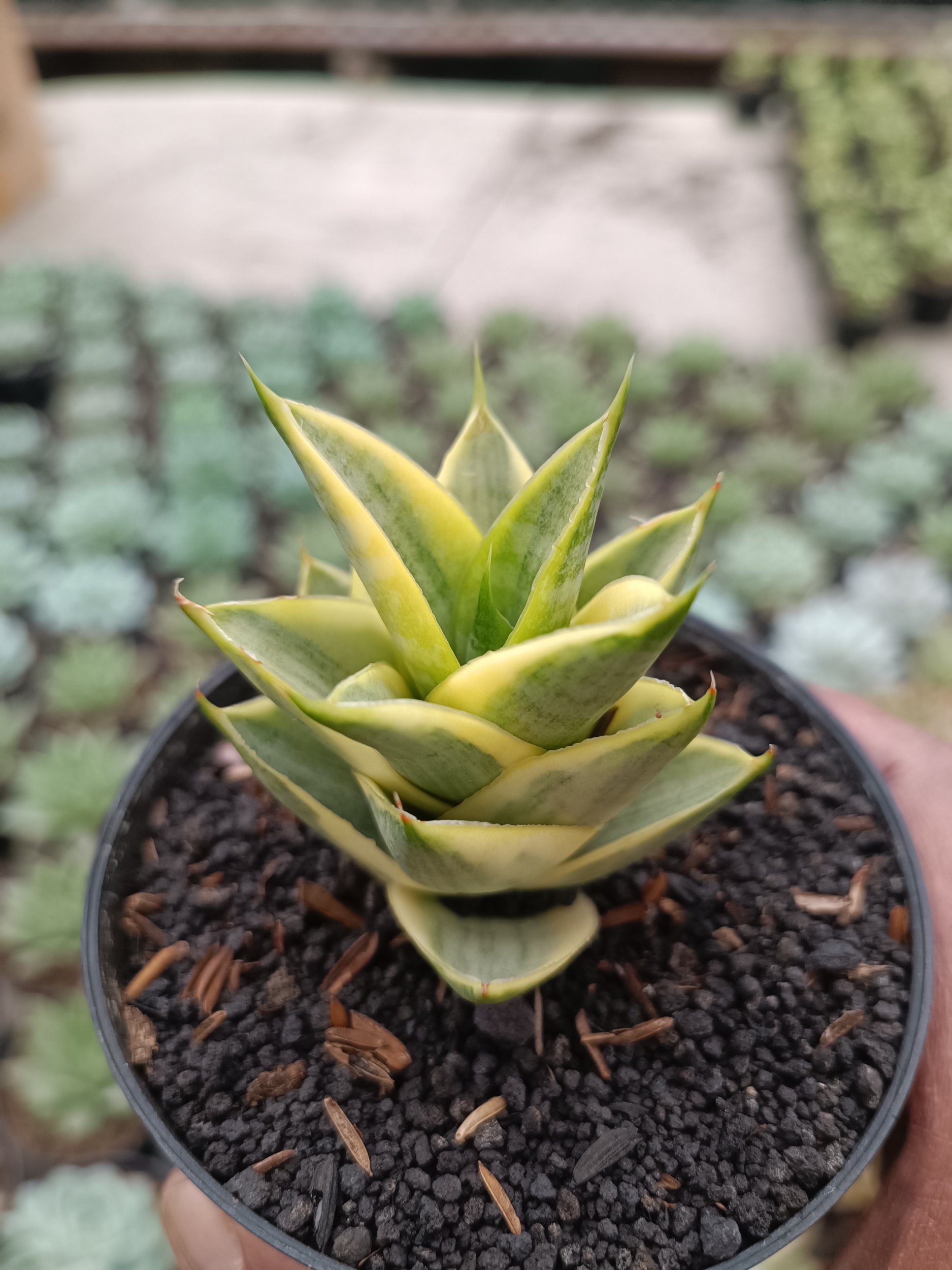 1715. Sansevieria Tower Hybrid Variegated - Image 2