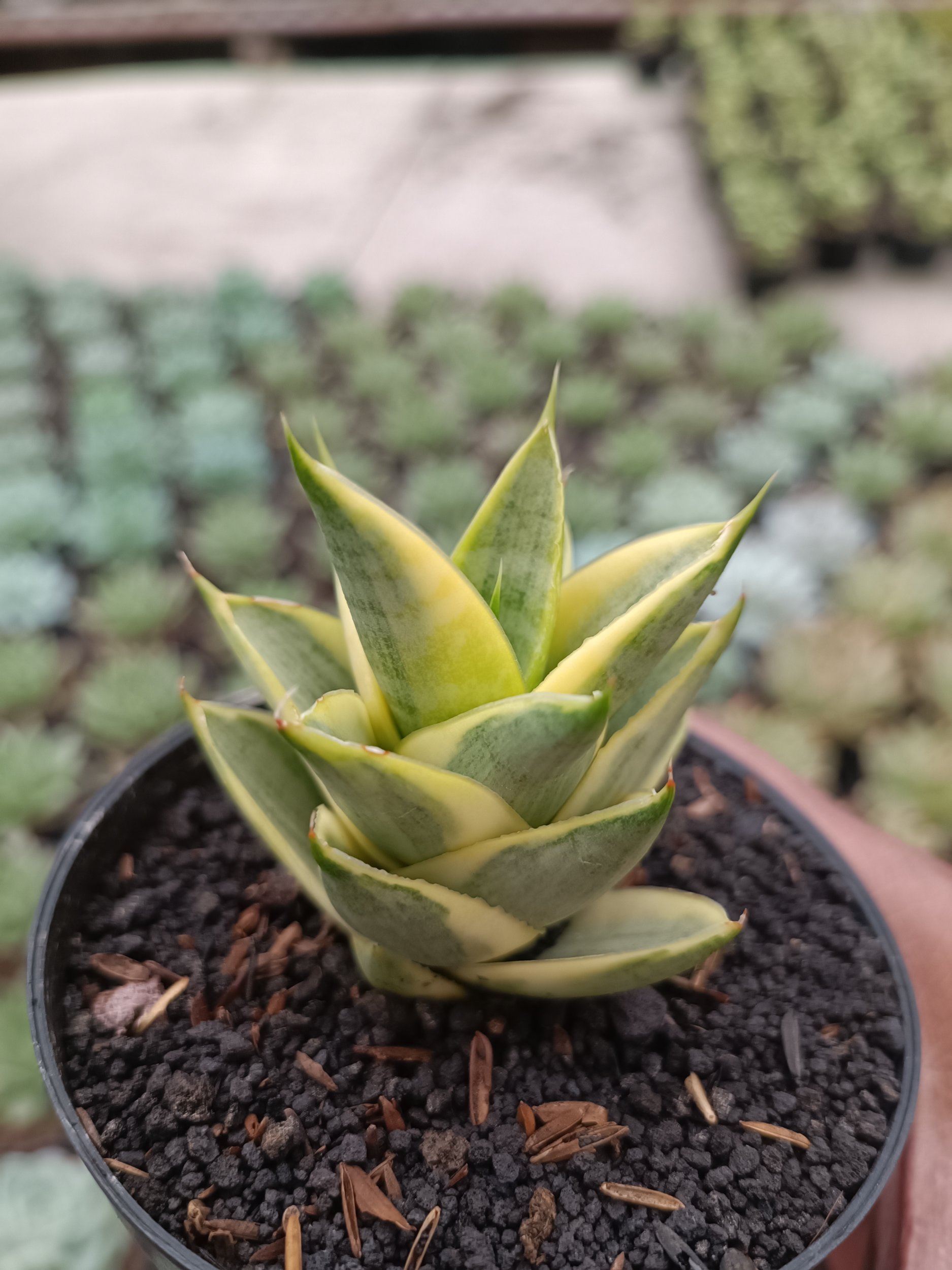 1715. Sansevieria Tower Hybrid Variegated - Image 3
