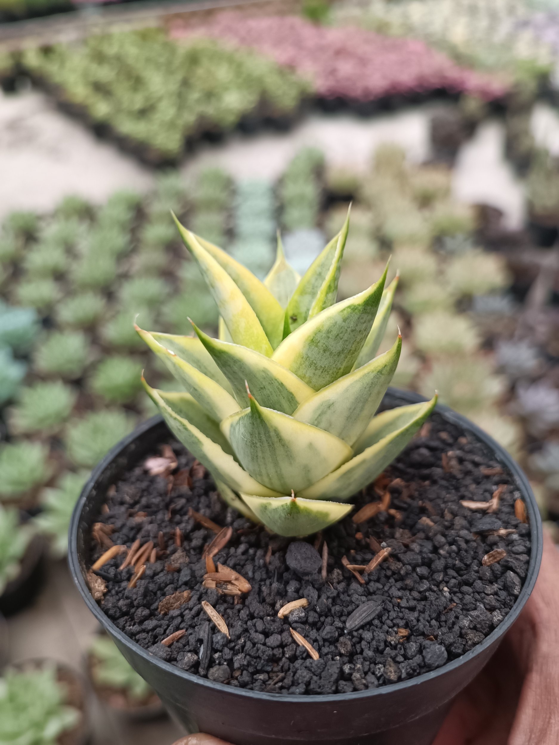 1715. Sansevieria Tower Hybrid Variegated - Image 4