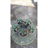 2159. Sansevieria Toxin 5 Pcs