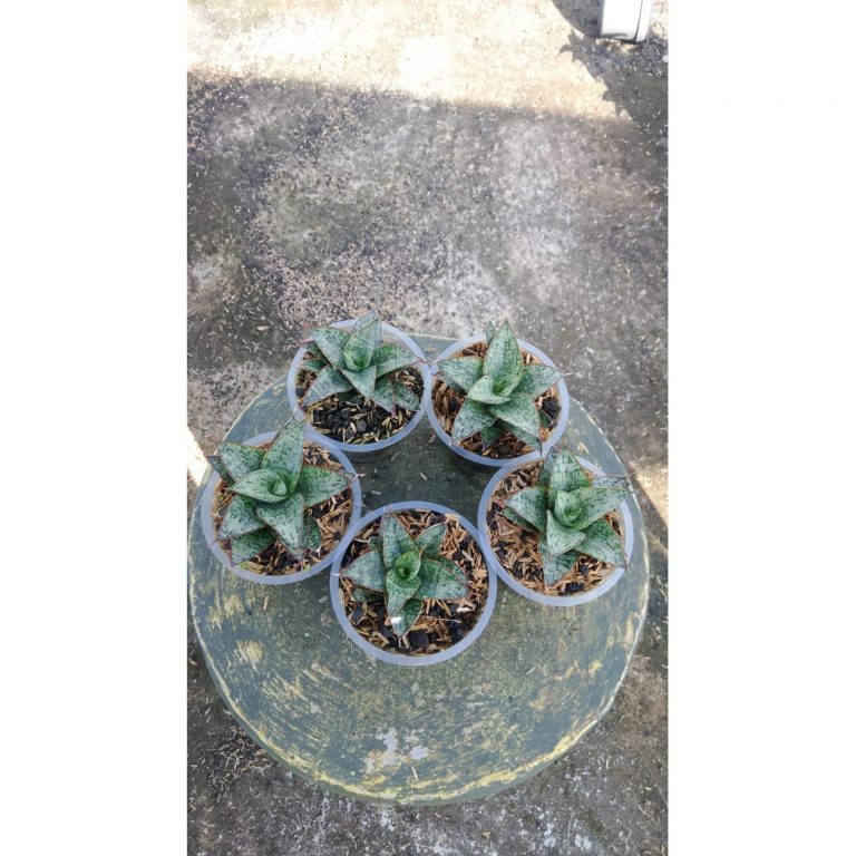 2159. Sansevieria Toxin 5 Pcs