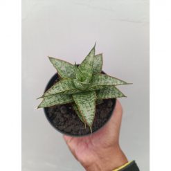 2340. Sansevieria Toxin Hybrid size 10 cm