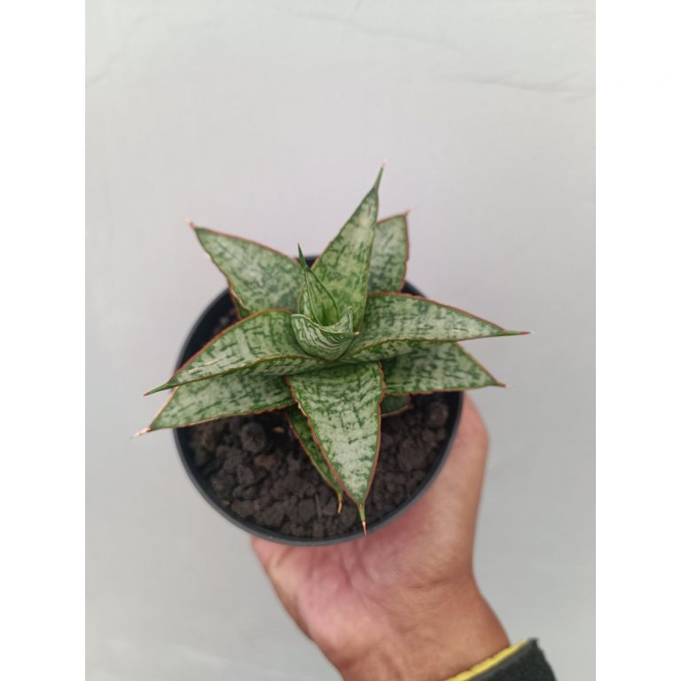 2340. Sansevieria Toxin Hybrid size 10 cm