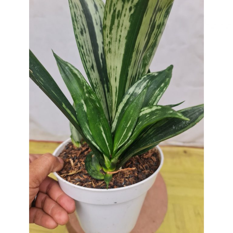 2300. Sansevieria Trifasciata Black Brazillian Mutation