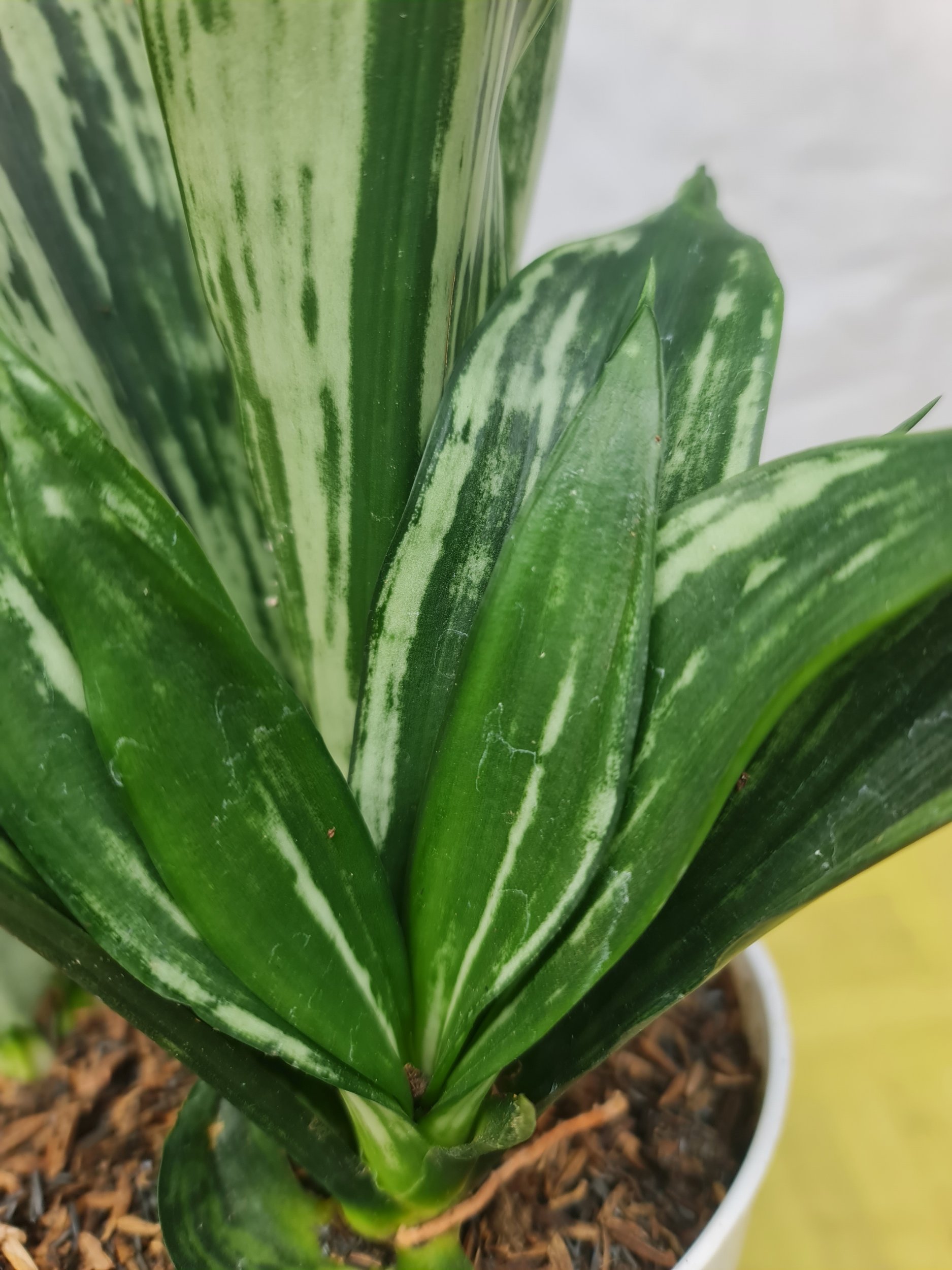 2300. Sansevieria Trifasciata Black Brazillian Mutation - Image 2