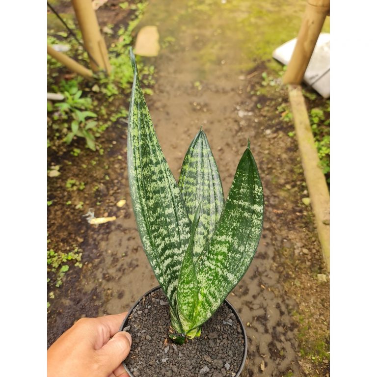 2175. Sansevieria Trifasciata Black Robusta