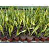1938. Sansevieria Trifasciata California