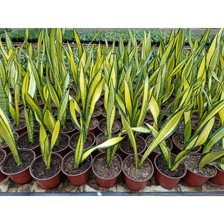 1938. Sansevieria Trifasciata California