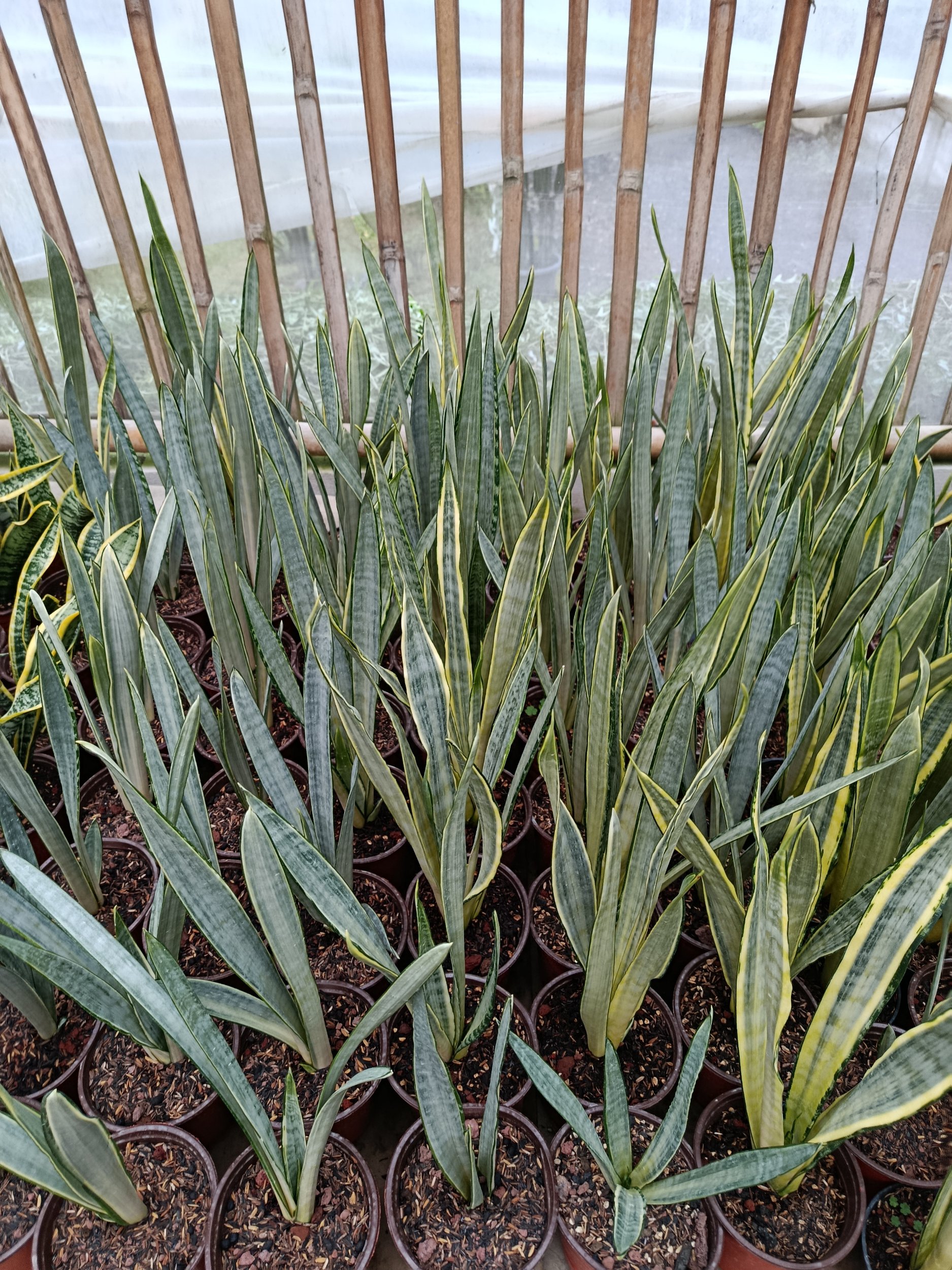 1939. Sansevieria Trifasciata Golden Street - Image 2