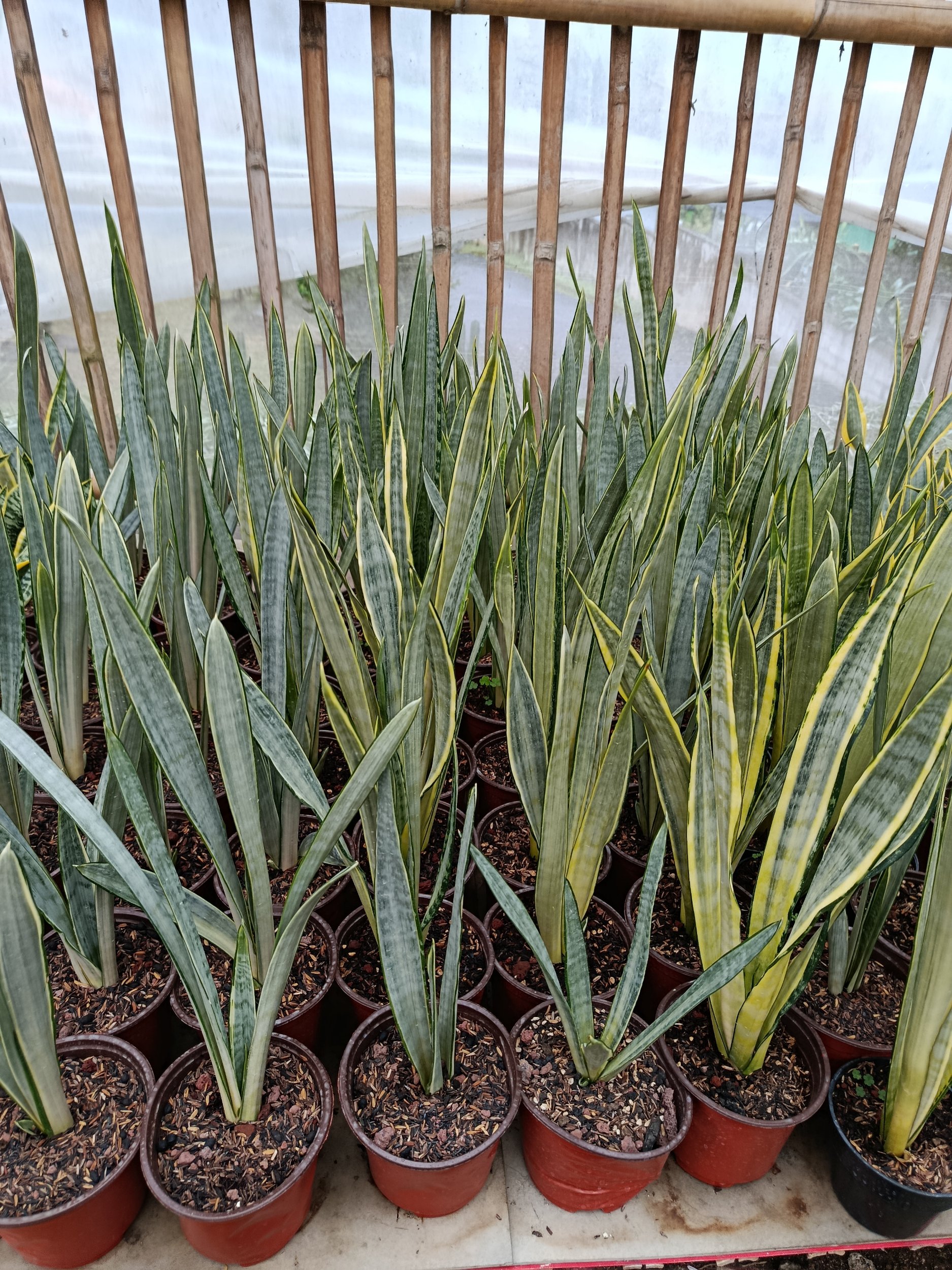 1939. Sansevieria Trifasciata Golden Street - Image 3