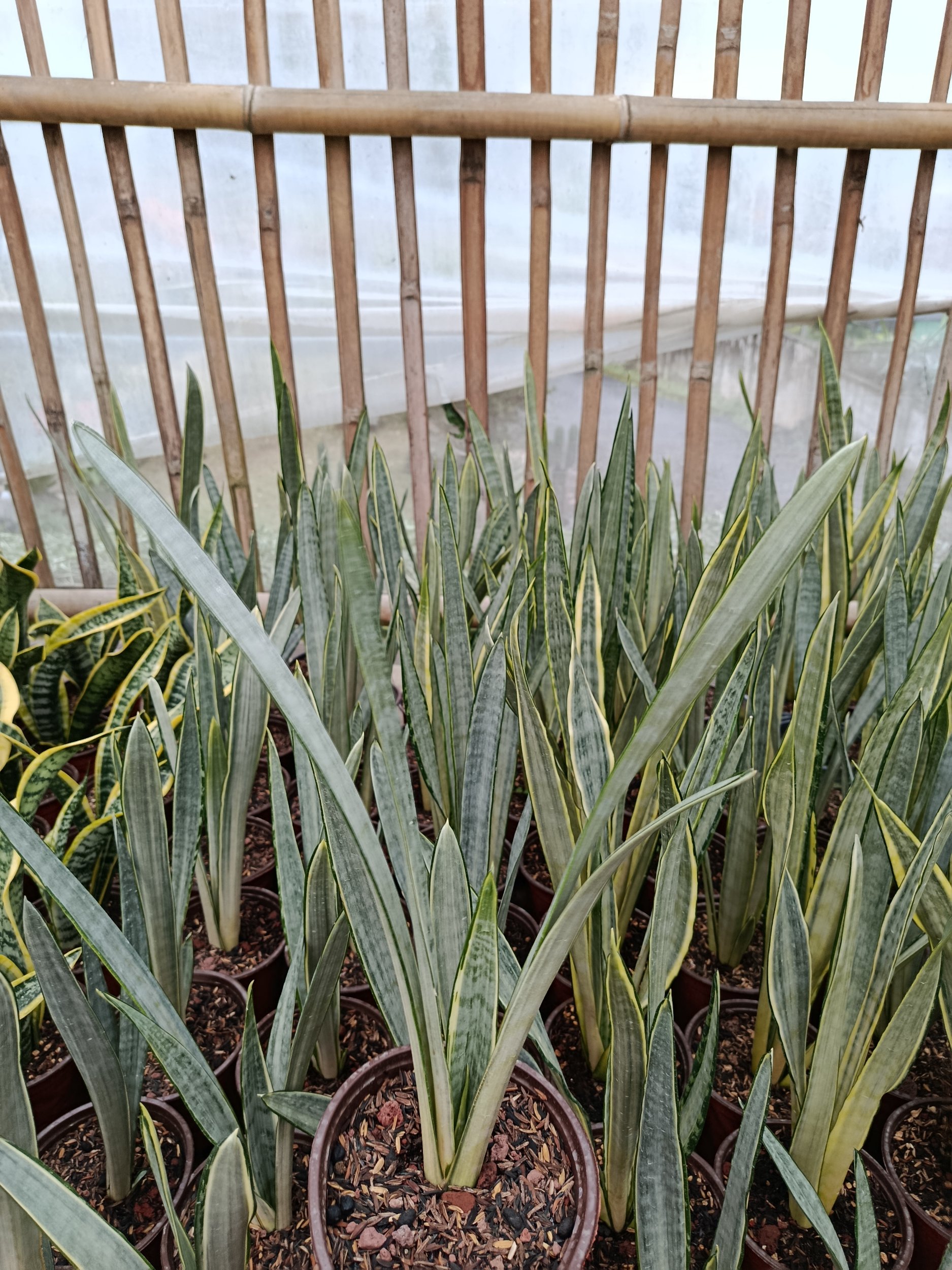 1939. Sansevieria Trifasciata Golden Street - Image 4