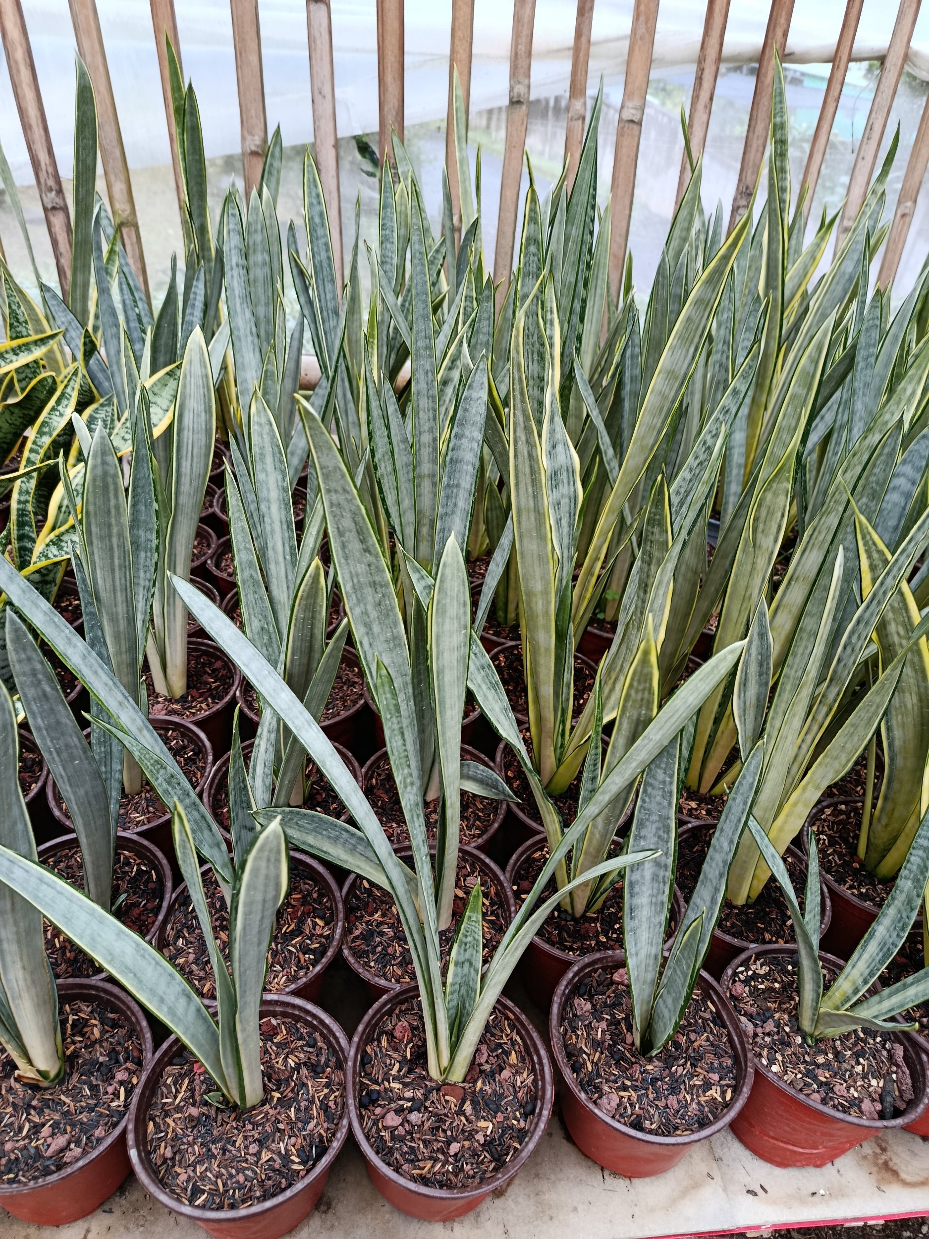 1939. Sansevieria Trifasciata Golden Street - Image 5