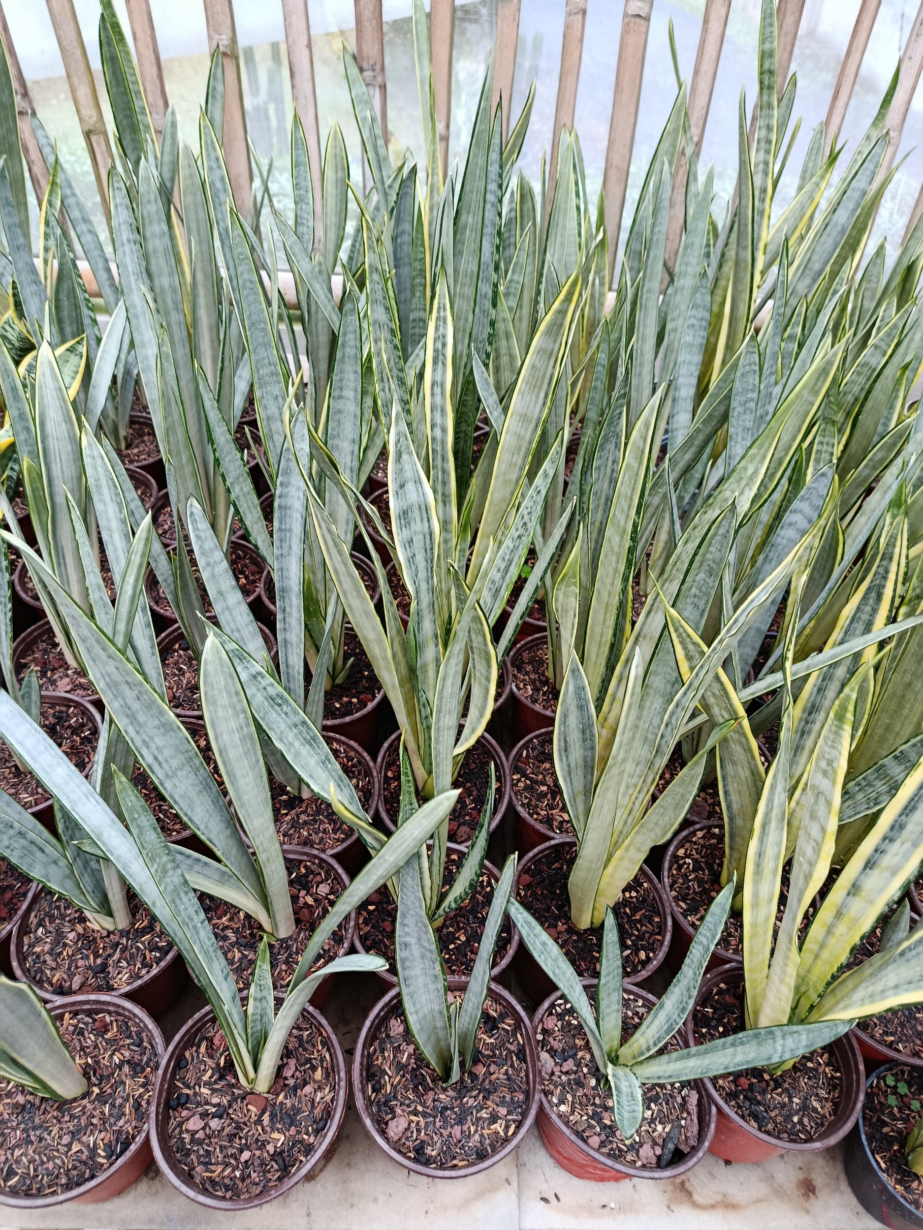 1939. Sansevieria Trifasciata Golden Street - Image 6