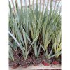 1939. Sansevieria Trifasciata Golden Street