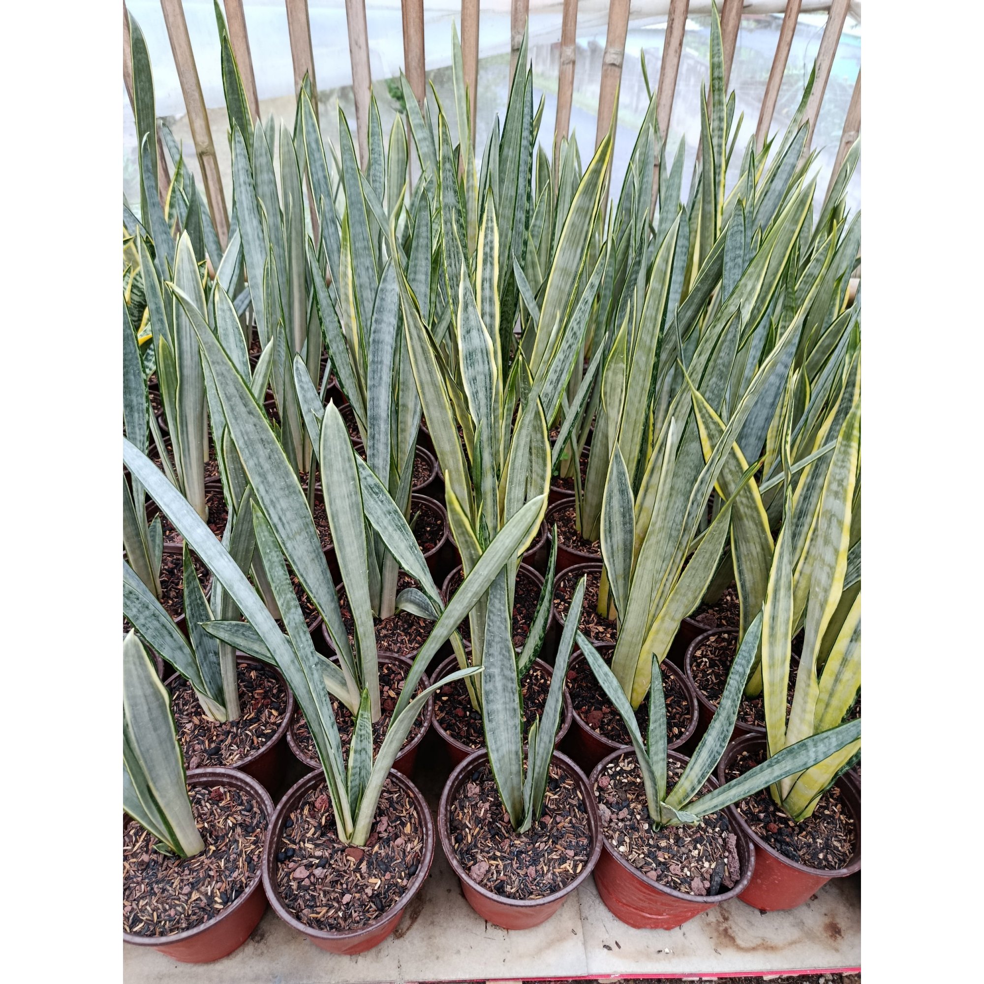 1939. Sansevieria Trifasciata Golden Street