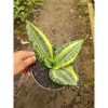 2176. Sansevieria Trufasciata New Mutation Golden Banner