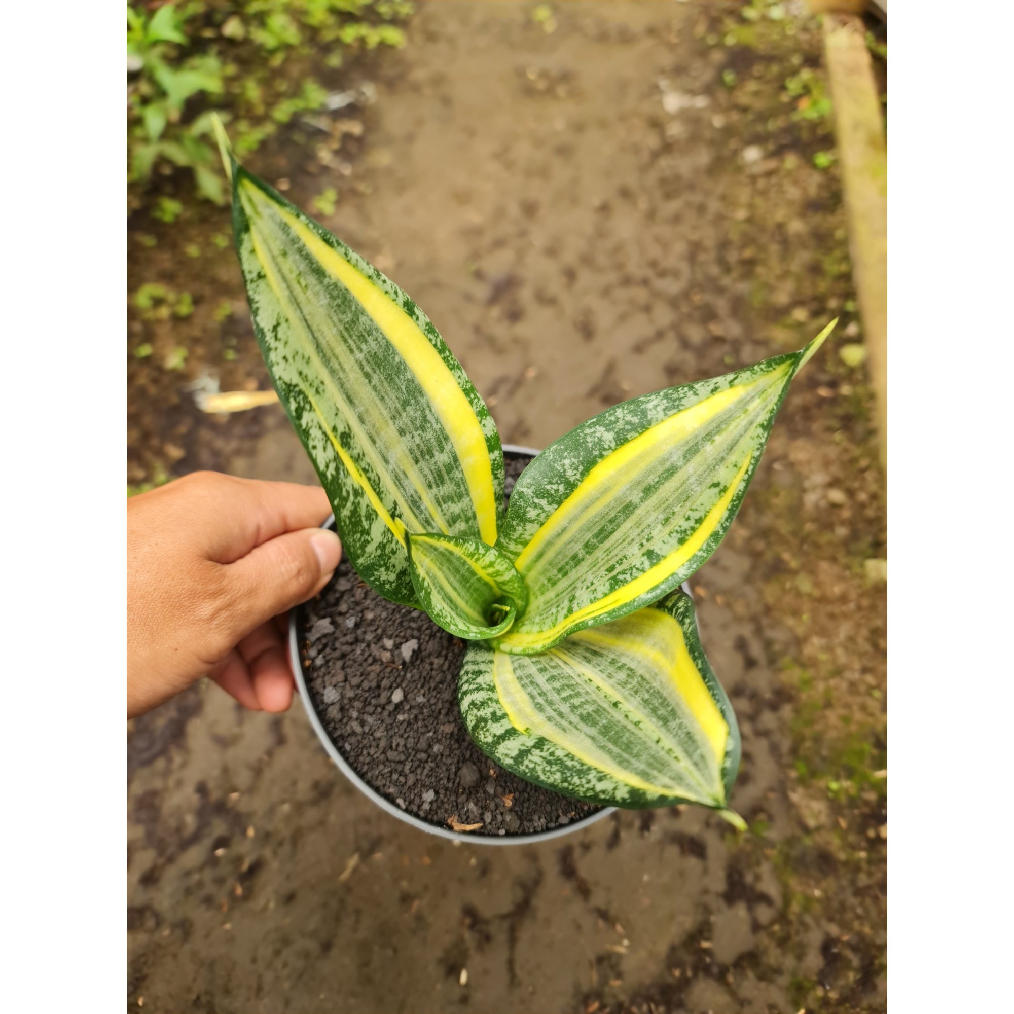 2176. Sansevieria Trufasciata New Mutation Golden Banner