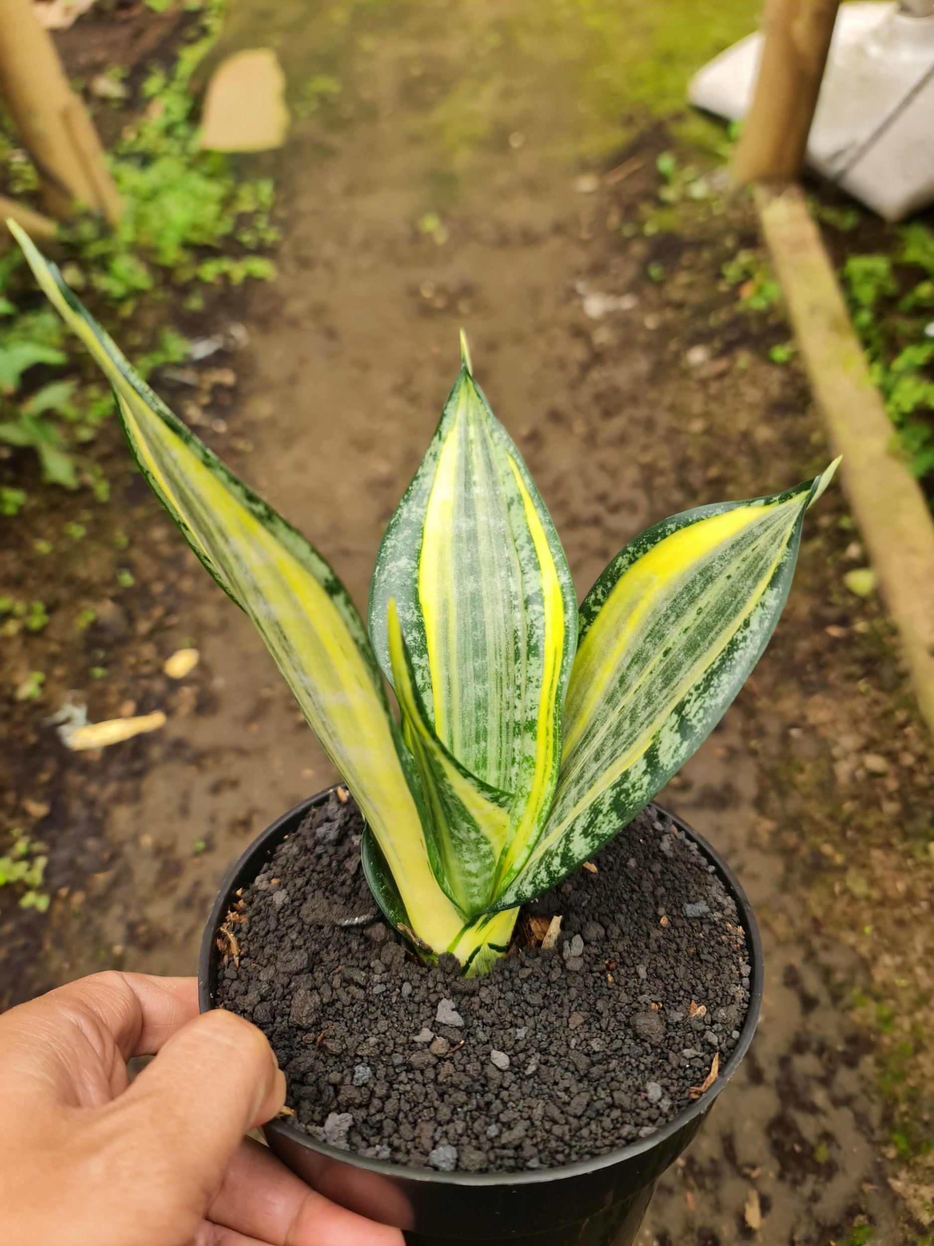 2176. Sansevieria Trufasciata New Mutation Golden Banner - Image 2