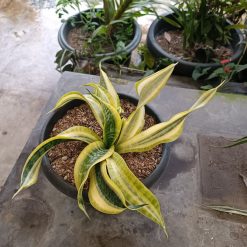 Alternative view of 2336. Sansevieria Twister Variegated .mother + Kids. 1 Pcs