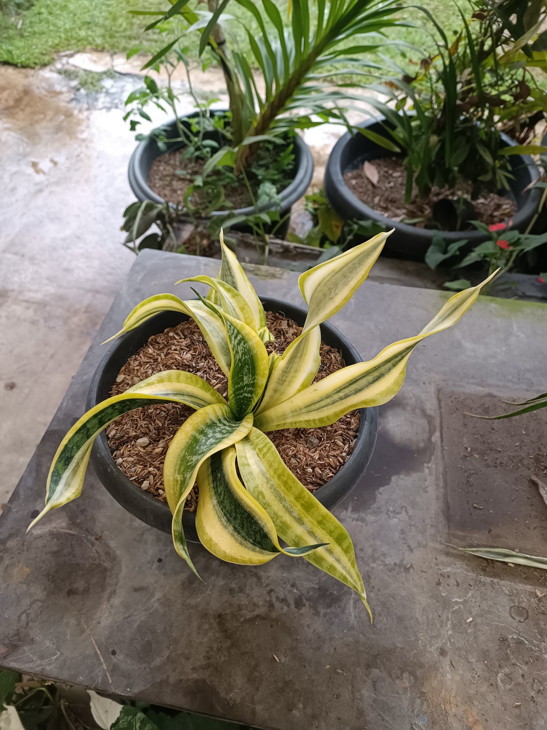 2336. Sansevieria Twister Variegated .mother + Kids. 1 Pcs - Image 2