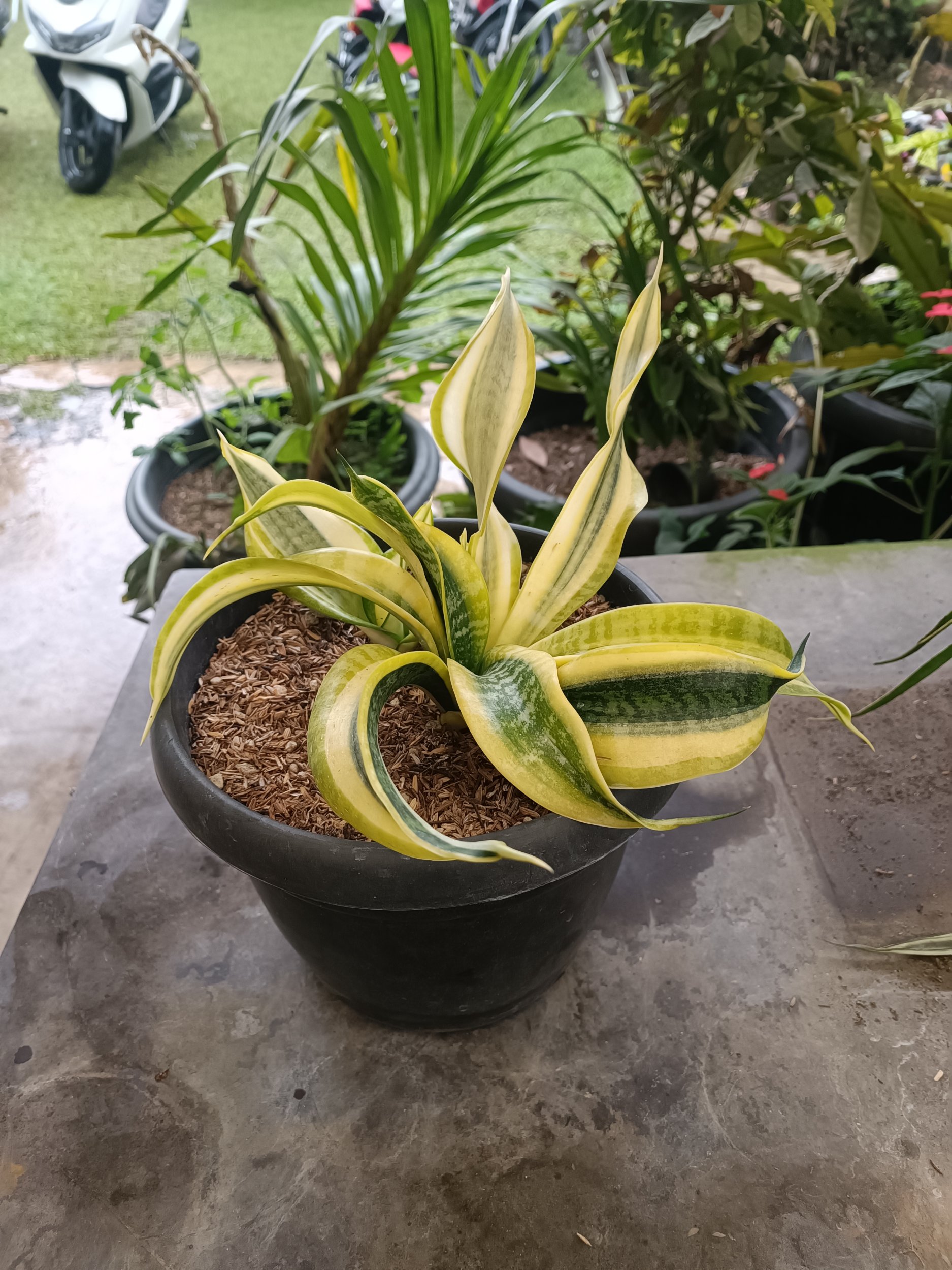 2336. Sansevieria Twister Variegated .mother + Kids. 1 Pcs - Image 3