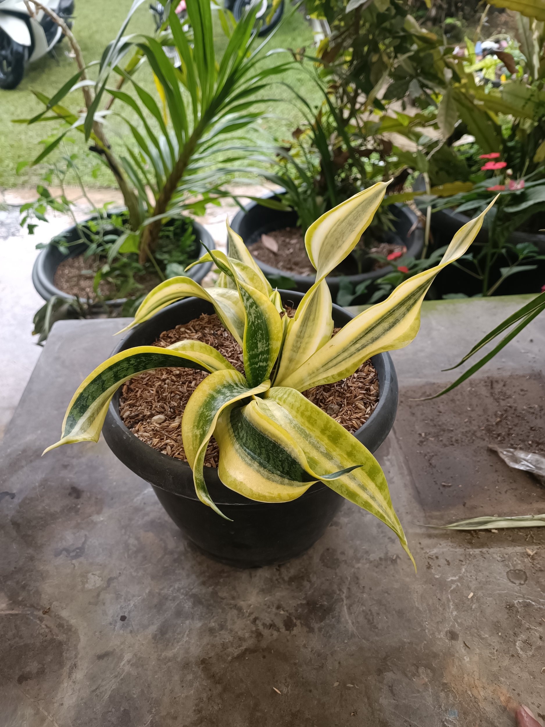 2336. Sansevieria Twister Variegated .mother + Kids. 1 Pcs - Image 4