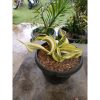 2336. Sansevieria Twister Variegated .mother + Kids. 1 Pcs