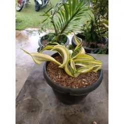2336. Sansevieria Twister Variegated .mother + Kids. 1 Pcs