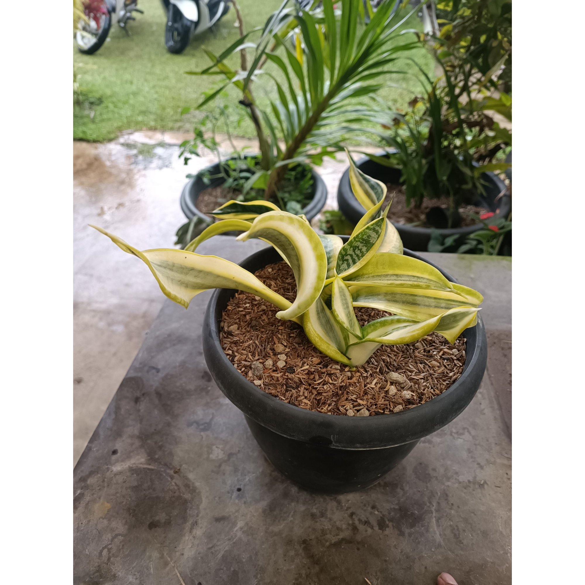 2336. Sansevieria Twister Variegated .mother + Kids. 1 Pcs