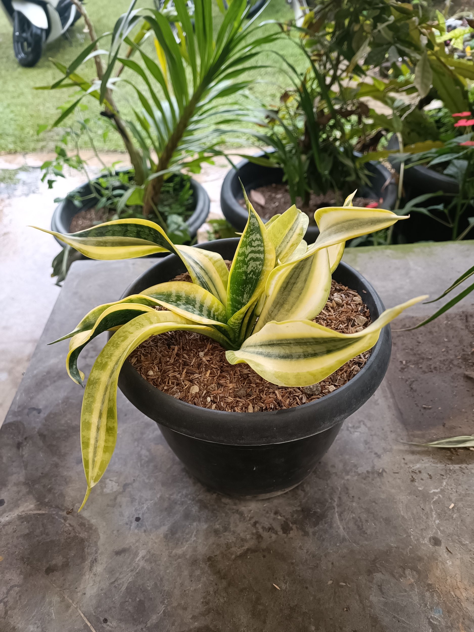 2336. Sansevieria Twister Variegated .mother + Kids. 1 Pcs - Image 5