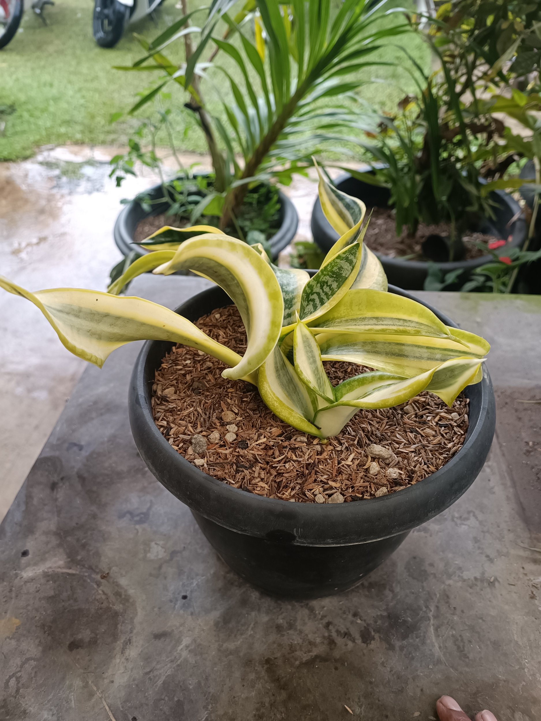 2336. Sansevieria Twister Variegated .mother + Kids. 1 Pcs - Image 6