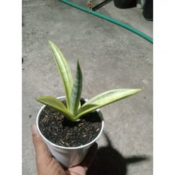 1893. Sansevieria Uganda Variegated