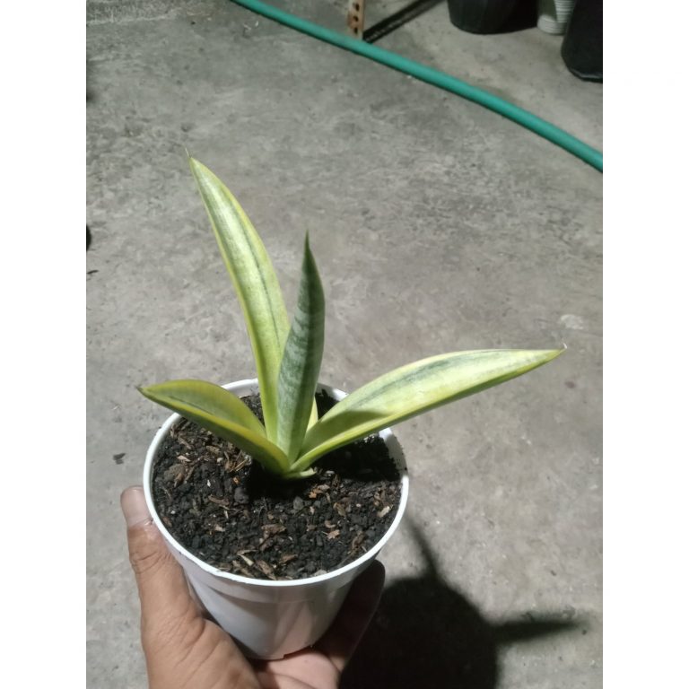 1893. Sansevieria Uganda Variegated