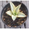 2055. Sansevieria Ferro Aurea Variegated