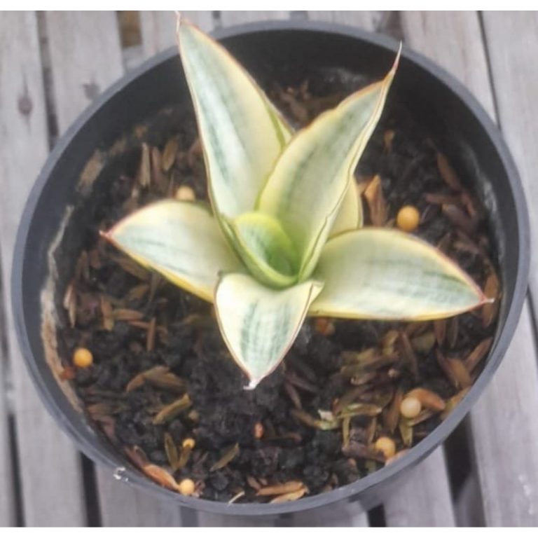 2055. Sansevieria Ferro Aurea Variegated