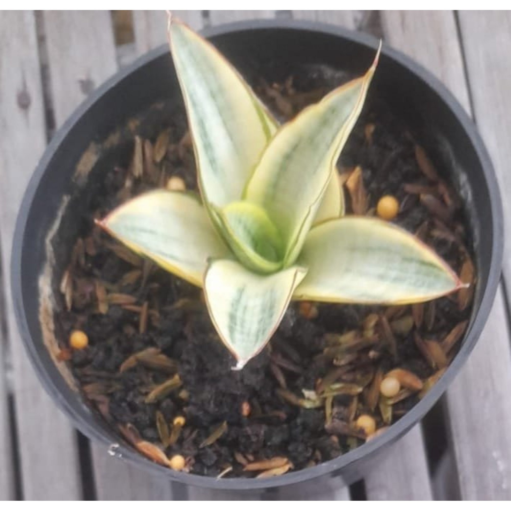 2055. Sansevieria Ferro Aurea Variegated