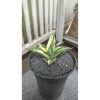 2051. Sansevieria Ferro White Variegated Good Quallity