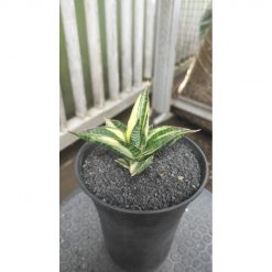2051. Sansevieria Ferro White Variegated Good Quallity