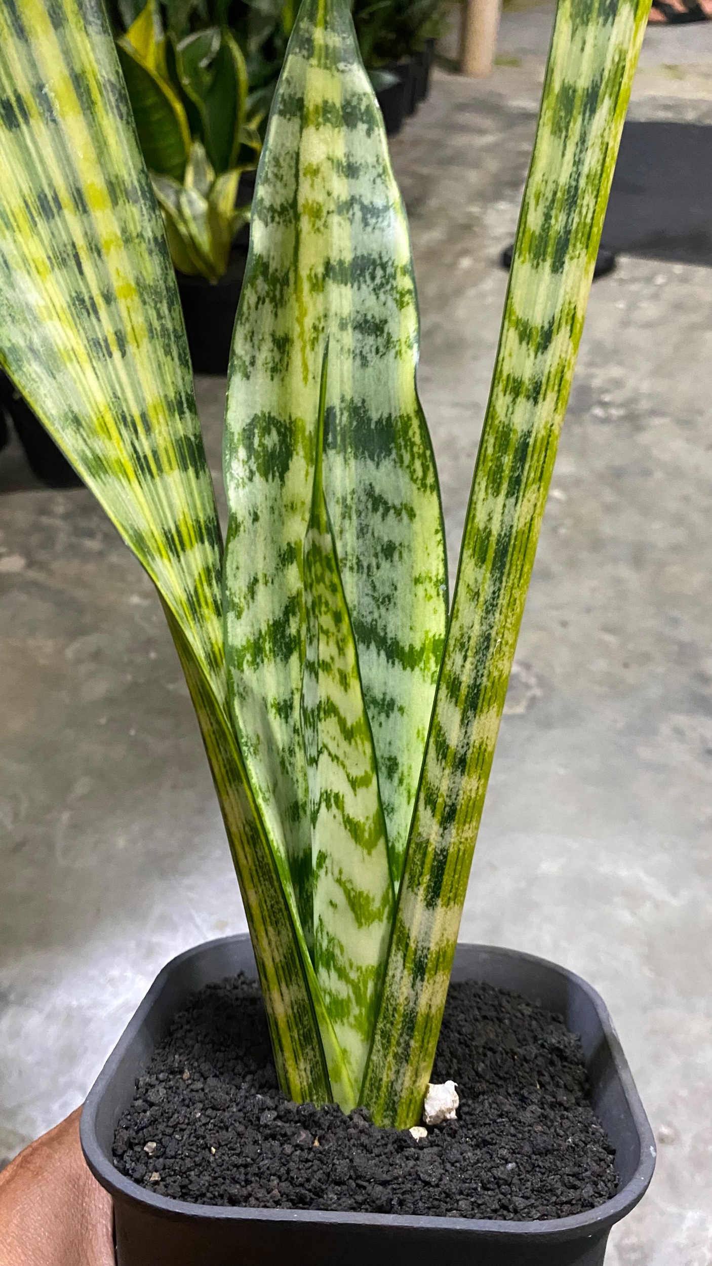 2088. Sansevieria Wagner - Image 2
