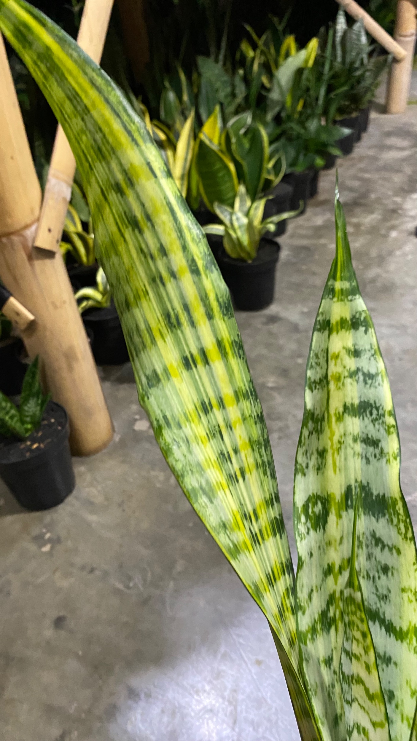 2088. Sansevieria Wagner - Image 3