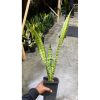 2088. Sansevieria Wagner