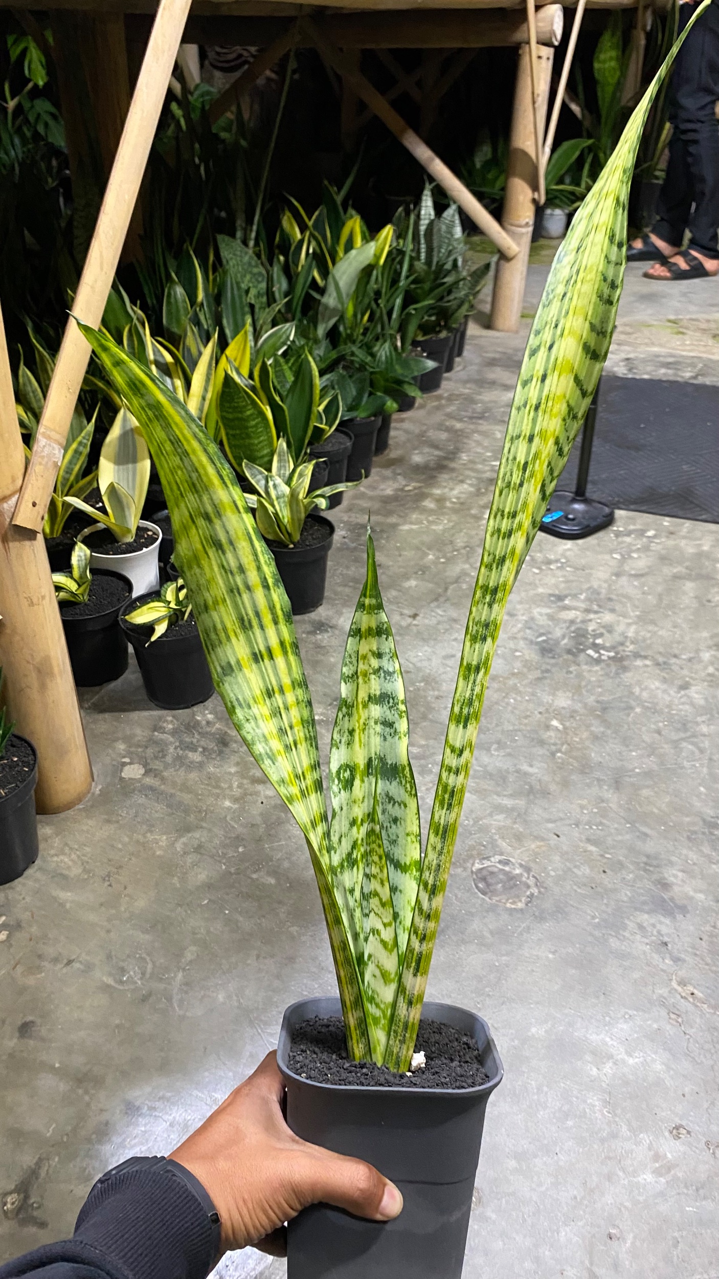 2088. Sansevieria Wagner - Image 4