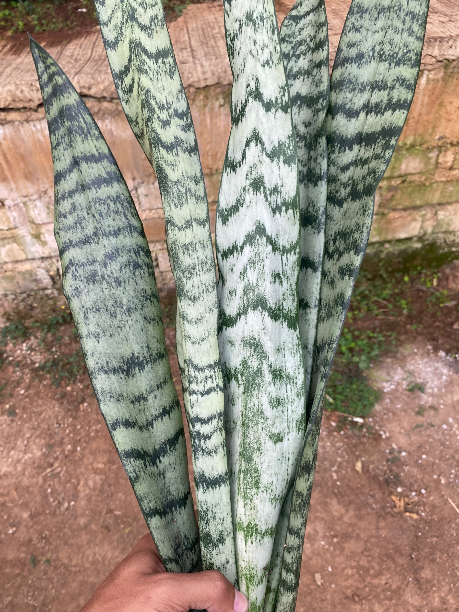 2130. Sansevieria Wagner Green - Image 2