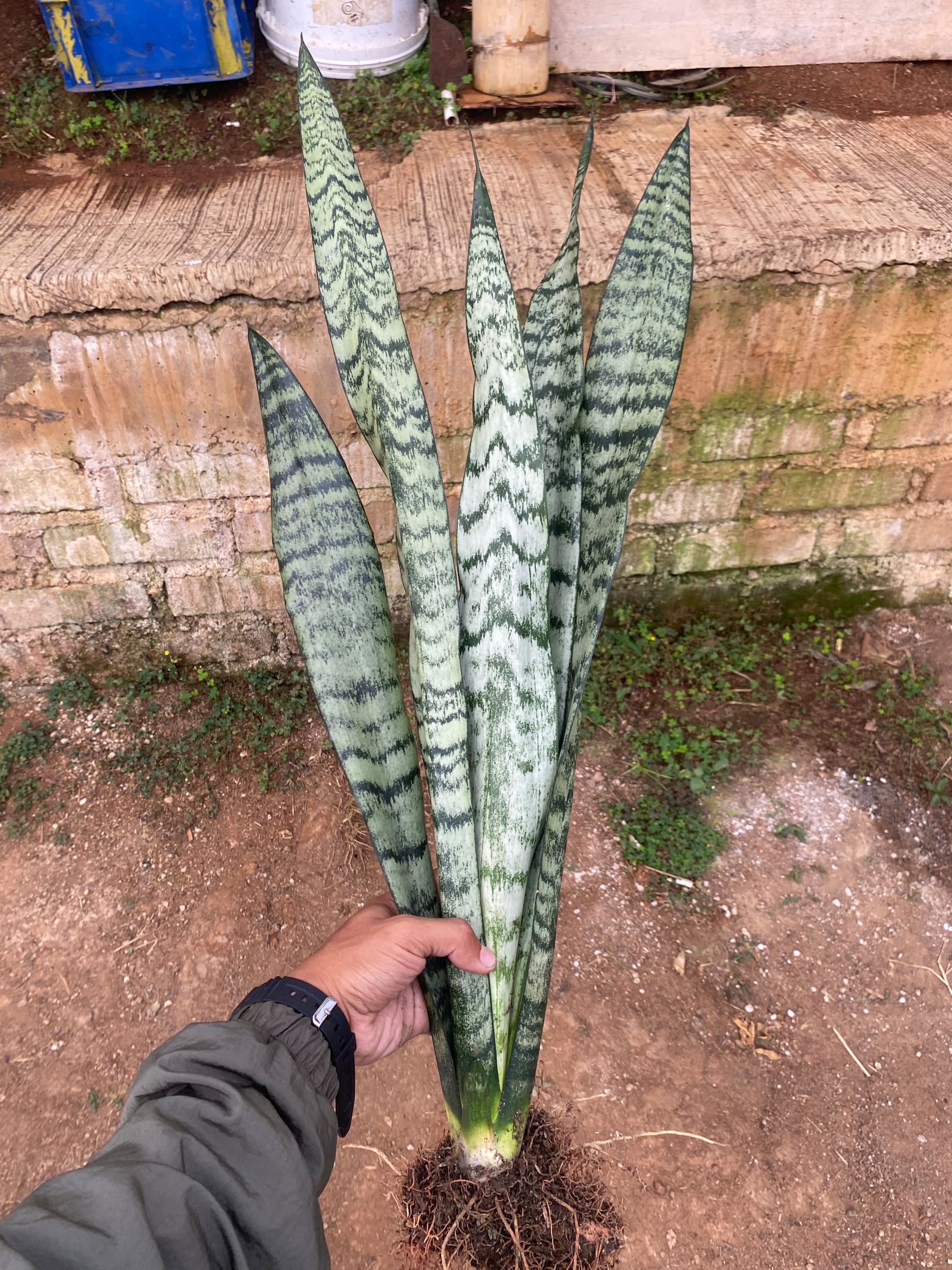 2130. Sansevieria Wagner Green - Image 3