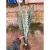 2130. Sansevieria Wagner Green