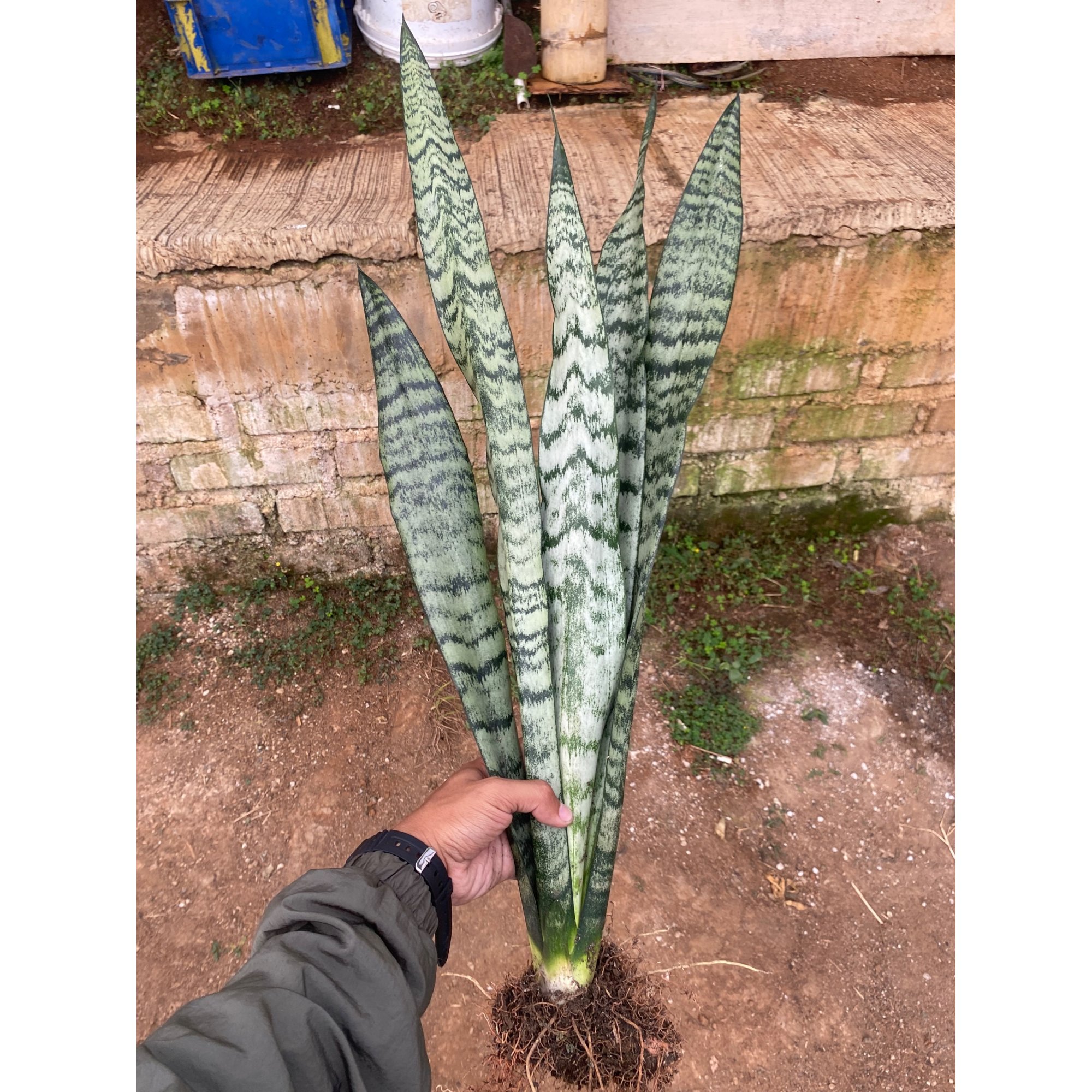 2130. Sansevieria Wagner Green