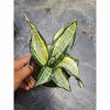 1804. Sansevieria Wendys Licuana Poland
