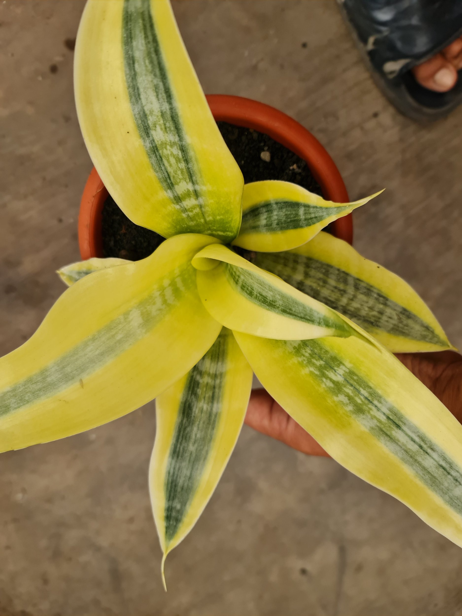 1815. Sansevieria White Gold Lucio Poland - Image 2
